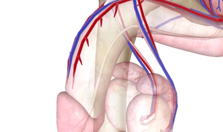 Kabus nga suplay sa dugo sa penis