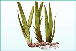 Kinatibuk-ang pagpalig-on ug potency-enhancing calamus